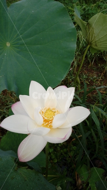 연꽃,연,식물,녹색,자연,꽃,연잎,식물,자연,plants,nature,꽃,flower