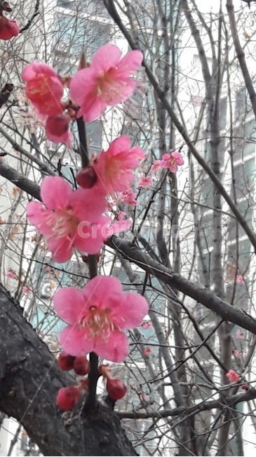 홍매화,분홍매화,매화나무,매실나무,매화
