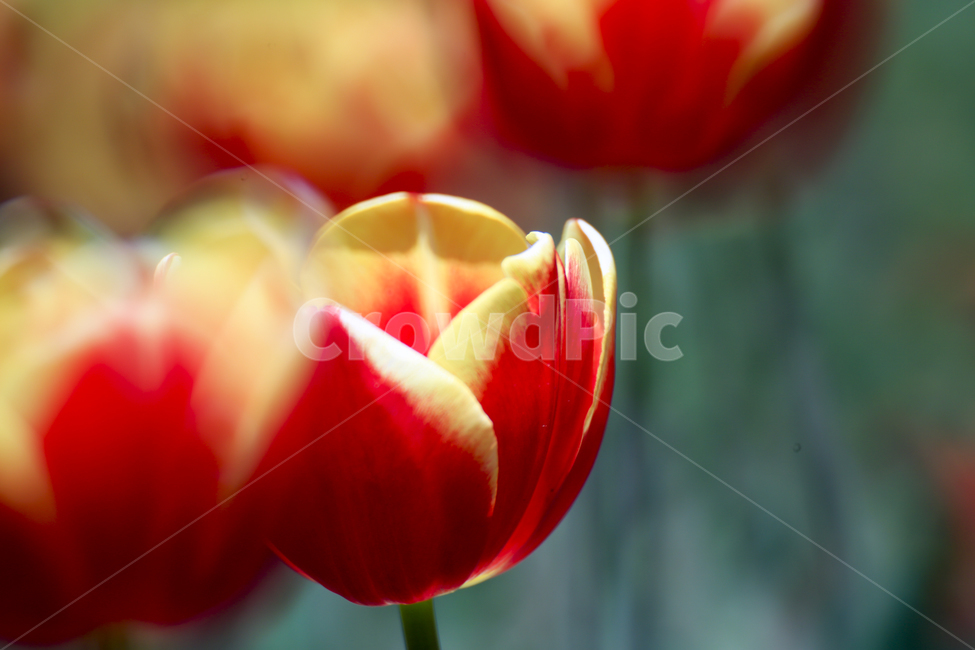 봄,꽃,튤립,감성,자연,식물,자연,plants,nature,꽃,flower