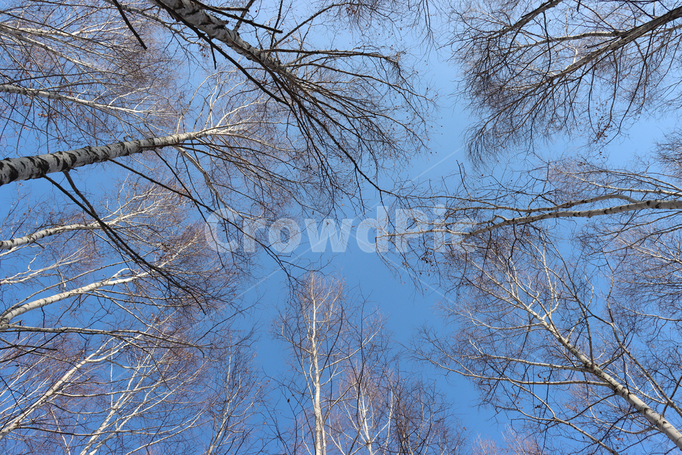 자작나무,흰나무,plant,식물,tree,나무,birch,겨울,하늘