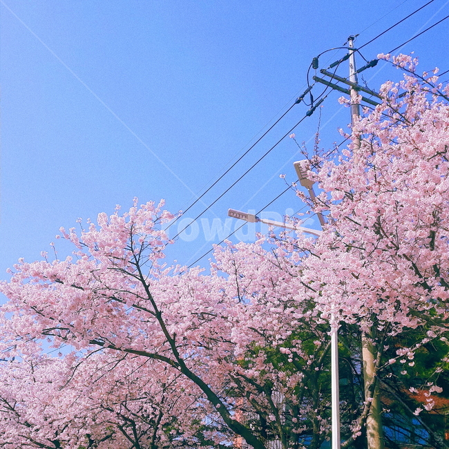 plant,식물,flower,꽃,벚꽃,cherryblossom