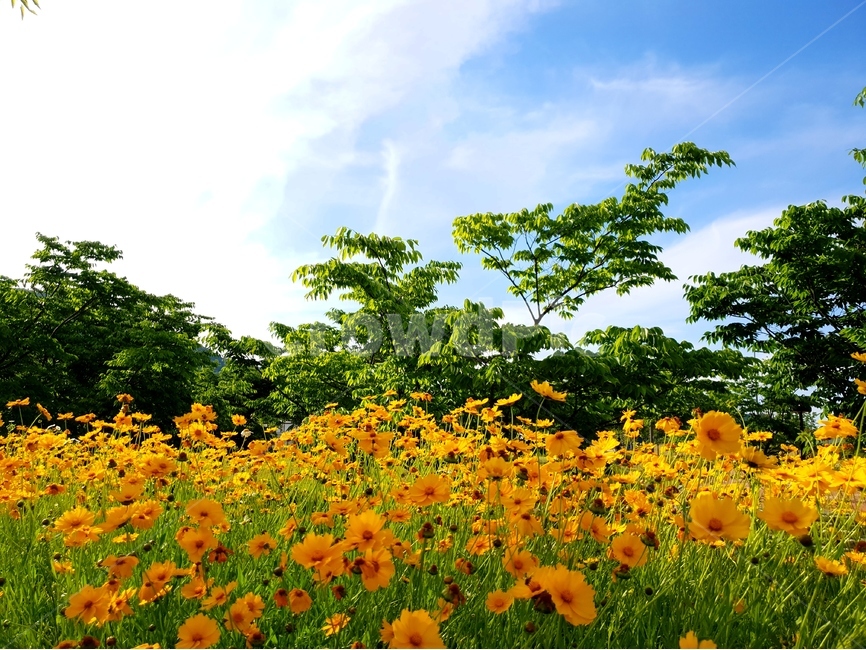 금계국,봄,풍경,노랑,파랑하늘,햇빛,봄,계절,spring,season,자연,풍경,nature,landscape,식물,plants,꽃,flower,blossom,plant,petal,꽃잎