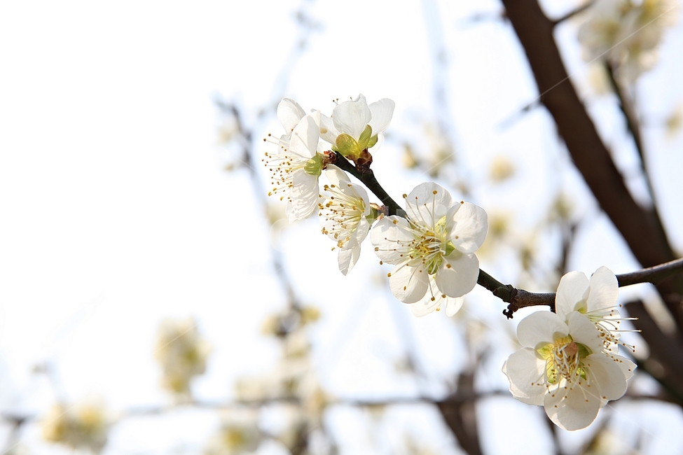 매화꽃,매화,꽃,꽃잎,봄꽃,봄,공원,식물,자연,식물,자연,plants,nature,꽃,flower