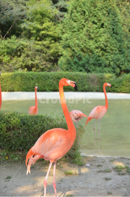 서울랜드,홍학,빨간새,새구경,검은부리,동물,animal,조류,새,birds