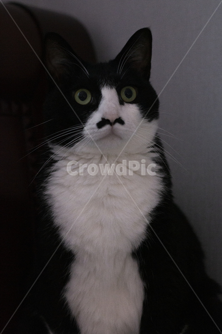 고양이,동물,cat,animal,pet,cut,동물,animal,포유류,mammal,고양이,cat,kitten,kitty
