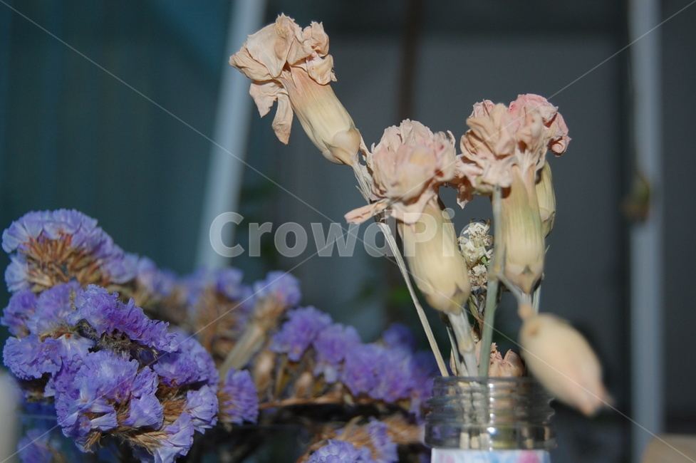 꽃,드라이플라워,flower,식물,화분