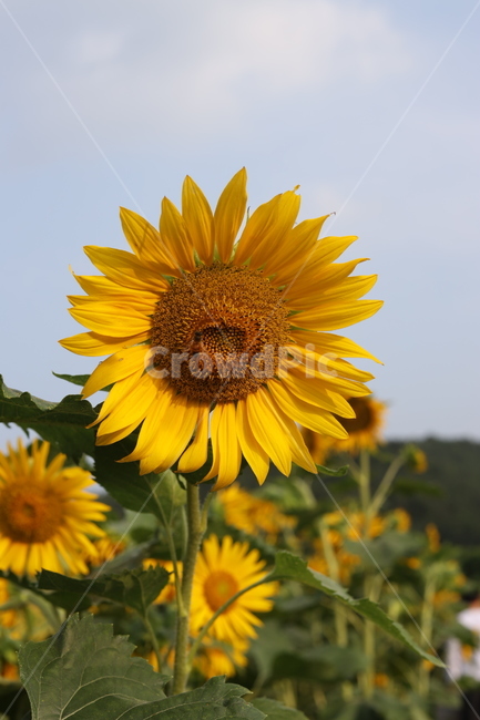 해바라기,가을,감성사진,꽃,플라워,식물,자연,plants,nature,꽃,flower