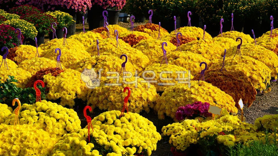 식물,국화,국화꽃,가을꽃,flower,꽃,plant,autumnflower,chrysanthemum