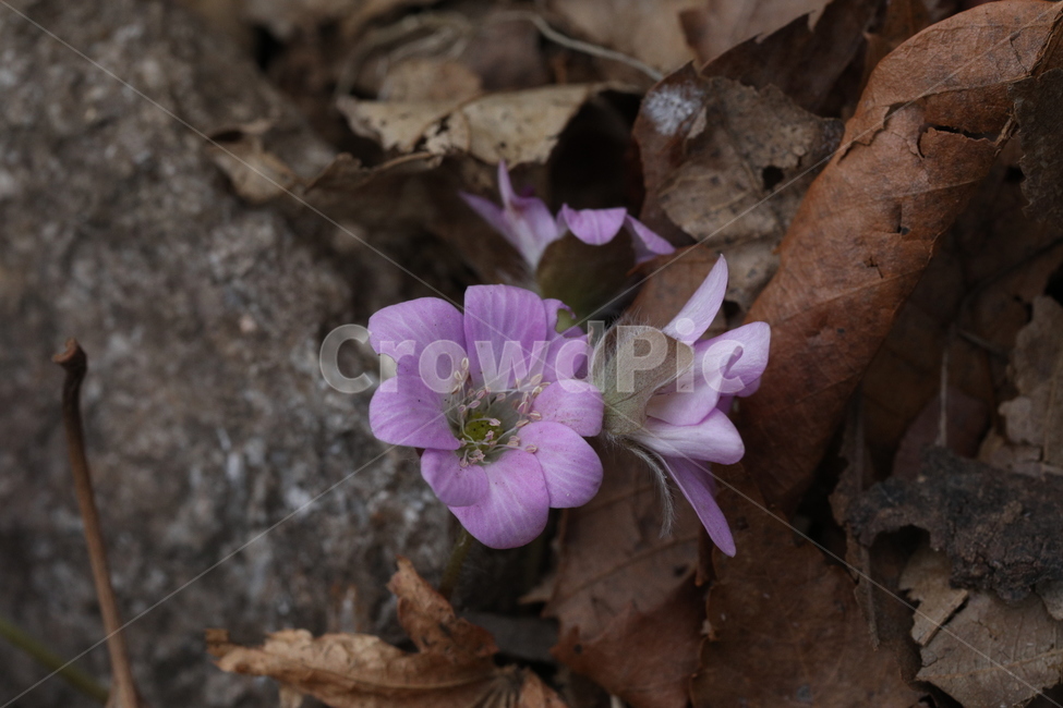 산,노루귀,인내,분홍,낙엽,강인함,식물,자연,plants,nature,꽃,flower