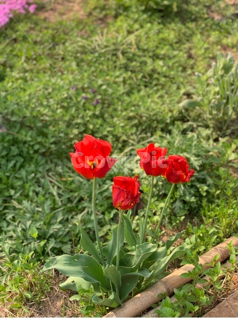 꽃,식물,자연,빨간색,빨간꽃,봄,flower,nature,plants,red,spring