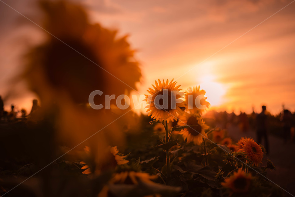 해바라기,일몰,꽃,여름꽃,노을,식물,자연,plants,nature,꽃,flower