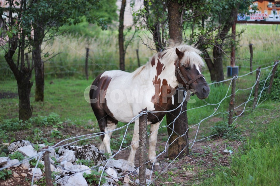 horse,말,mammal,포유류,animal,동물,동물,animal,포유류,mammal