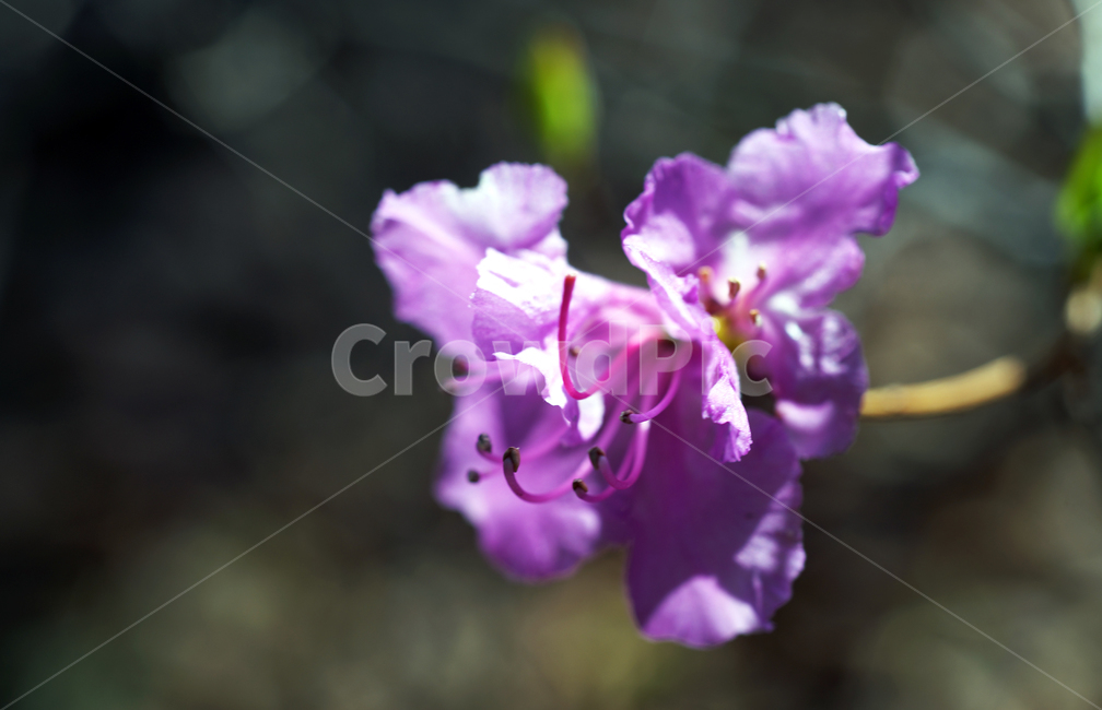 진달래,봄,연분홍색,꽃,koreanrosebay,두견화