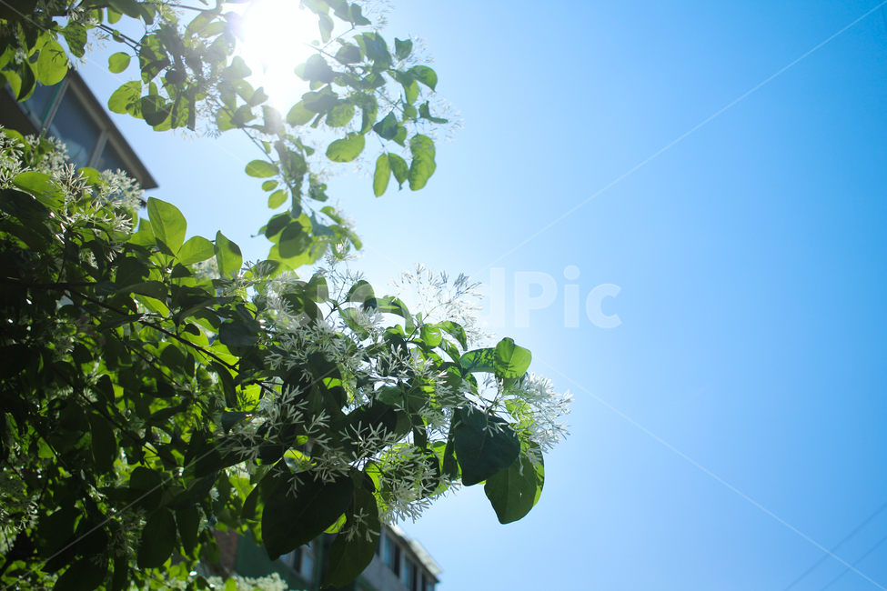 꽃,flower,나무,tree,봄,spring,일상,여유,break,days,식물,햇빛,나뭇잎,평화,peace,봄,계절,spring,season,식물,자연,plants,nature,꽃,flower,plant