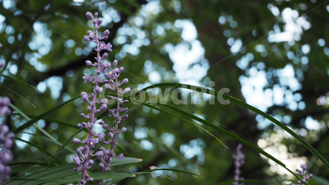 야생화,꽃,식물,wildflower,flower,plant,blossom,outdoor,야외,식물,자연,plants,nature,꽃,flower