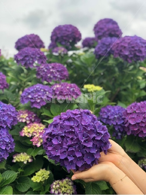 수국,꽃,제주수국,여름,flower