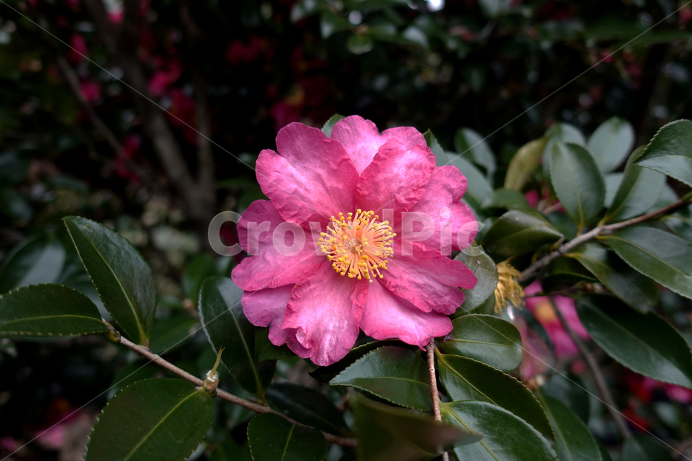 꽃,flower,blossom,동백꽃,camelia,식물,plant,제라늄