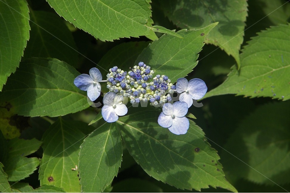 산수국,수국,꽃,식물,자연,꽃잎,보라색,수국꽃,보라,숲,sensible,plants,nature,flower,감성,feeling