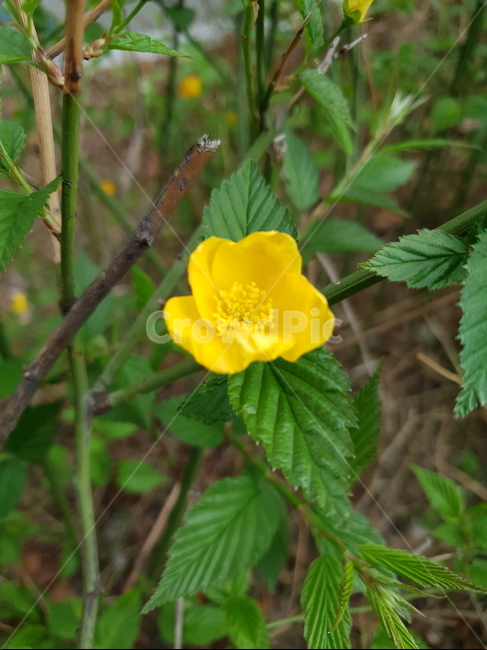 plant,식물,leaf,잎,야생화