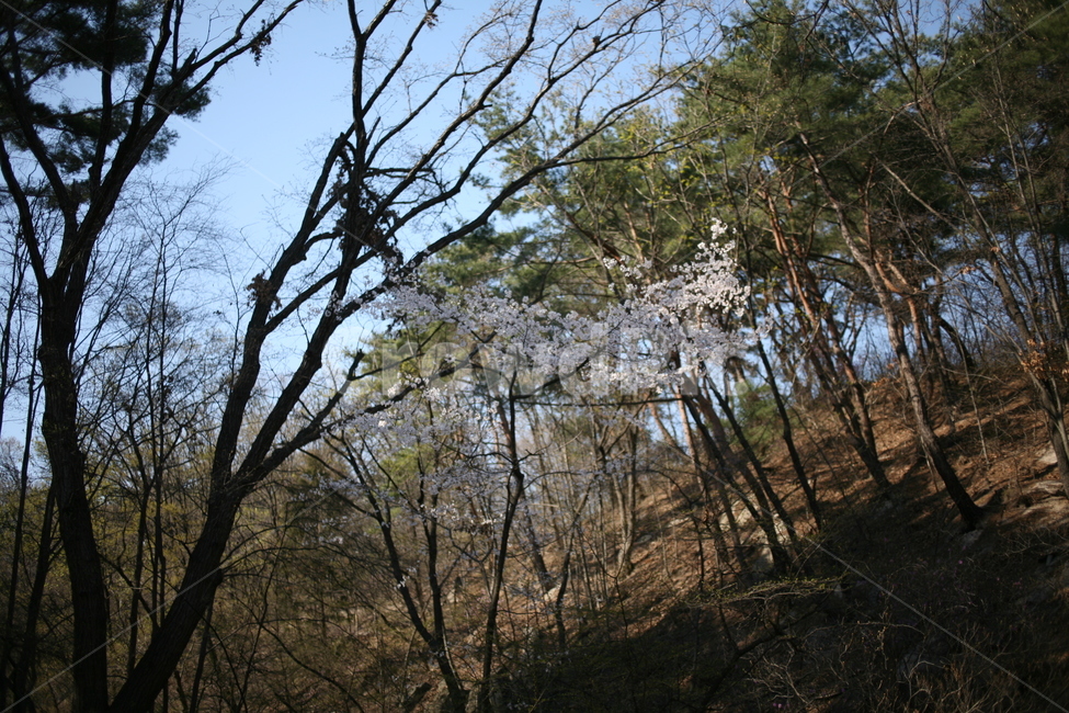 꽃,벚꽃,cherryblossom,blossom,식물,나무,tree,풍경,plant