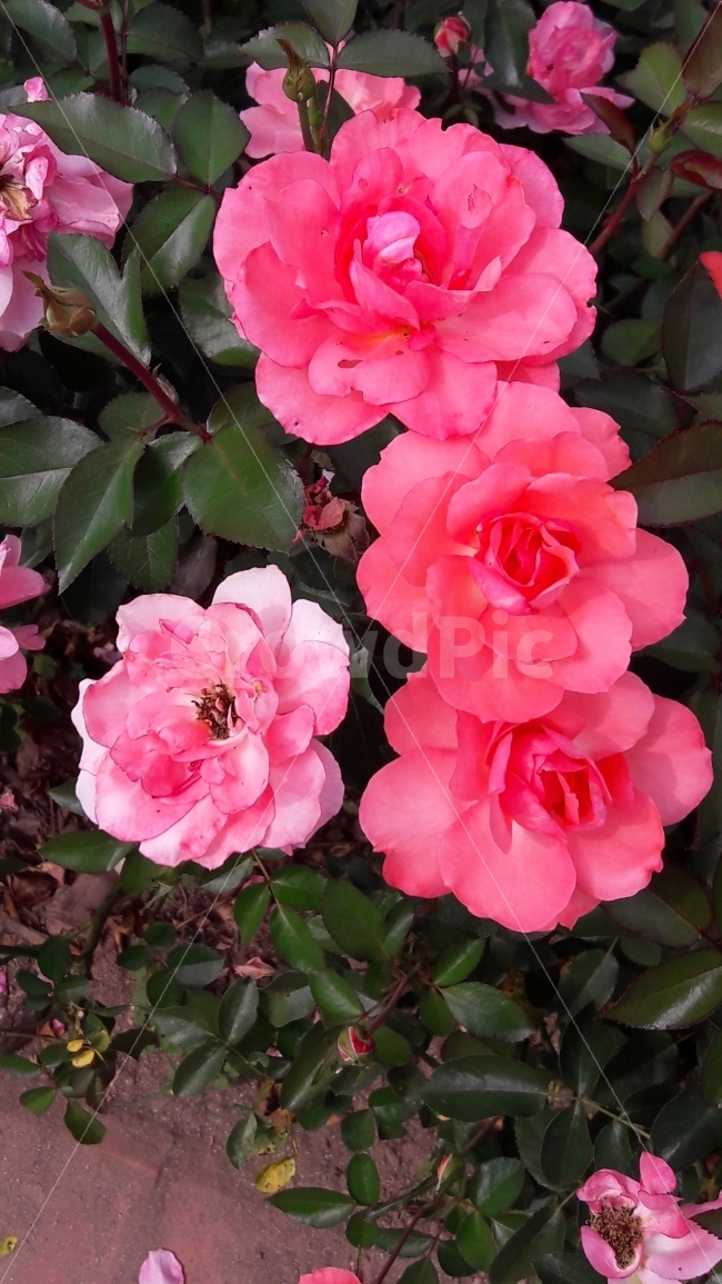 장미,꽃,분홍,빨강,초록,식물,자연,plants,nature,꽃,flower