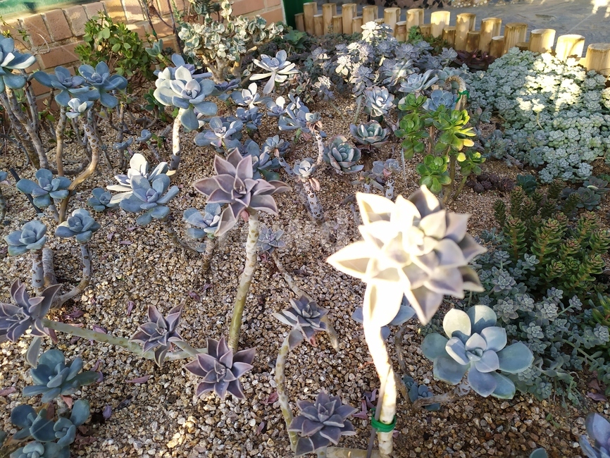 가을,leaf,plant,식물,잎,식물,자연,plants,nature