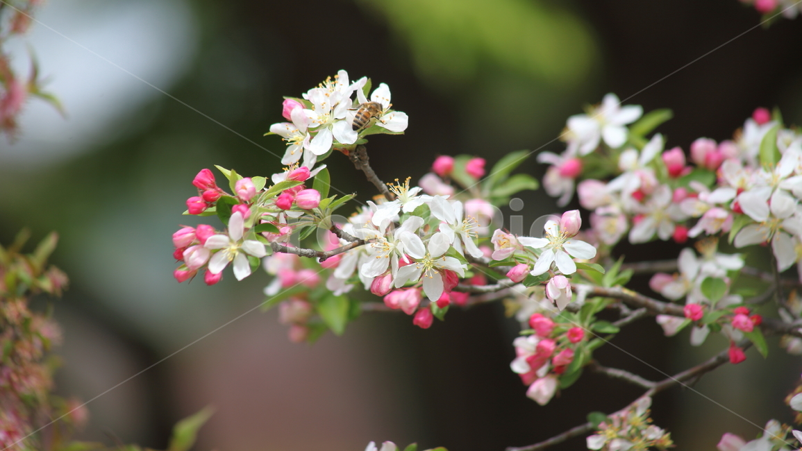 꽃사과나무,아그배나무,서부해당화,봄,crabapple