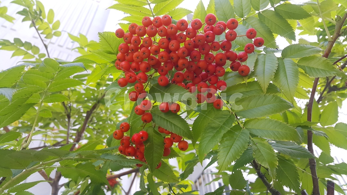 마가목,열매,빨간,빨간색,과일,식물,자연,plants,nature,과일,열매,fruit