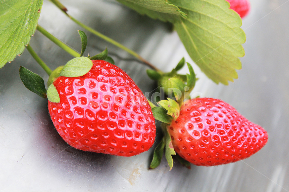 fruit,과일,strawberry,딸기,food,식물,plant,음식,식재료,요리,food,cook,meal,dishes,food reserves,과일,열매,fruit