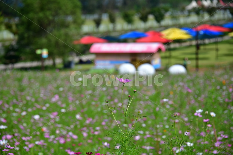 코스모스,꽃,가을,식물,자연,plant,flower,식물,자연,plants,nature,꽃,flower