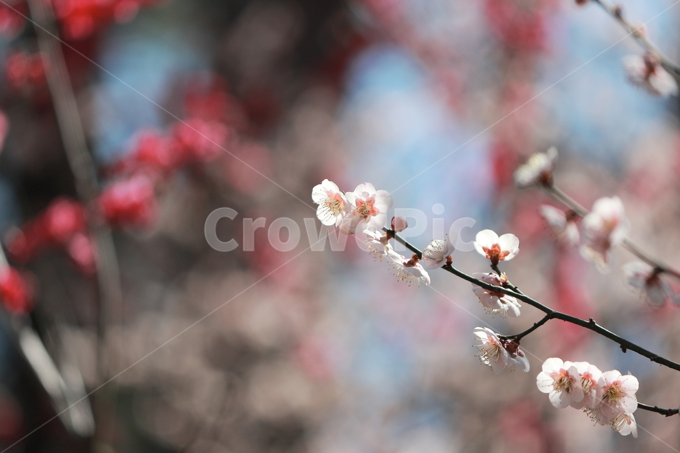 꽃,매화,홍매화,flower,prunusmume