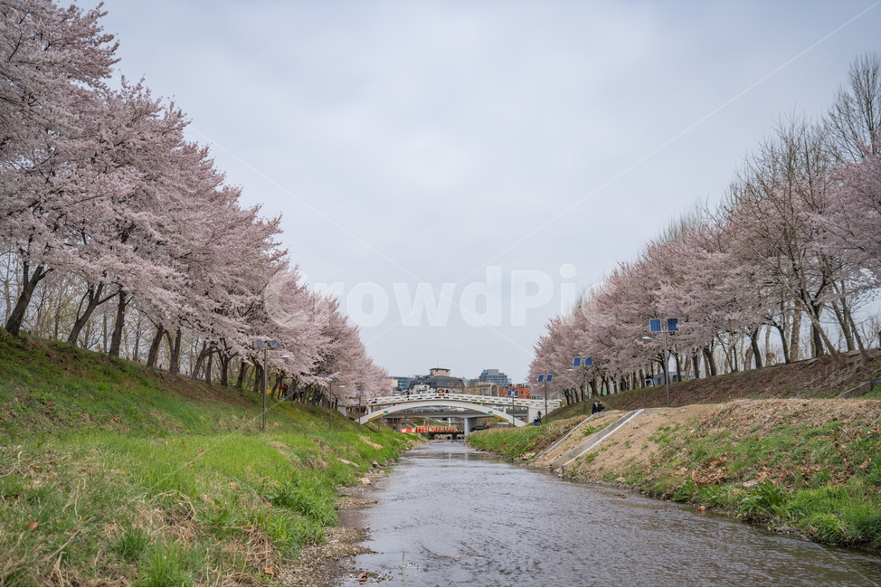 자연,natural,하늘,sky,구름,cloud,양재천,벚꽃,식물,plant,cherryblossom,물,water,푸릇,봄,spring,천,봄,계절,spring,season,도시,풍경,city,landscape,한국도시풍경,한국도시경관,korea cityscape,blossom,꽃,cherry blossom,flower