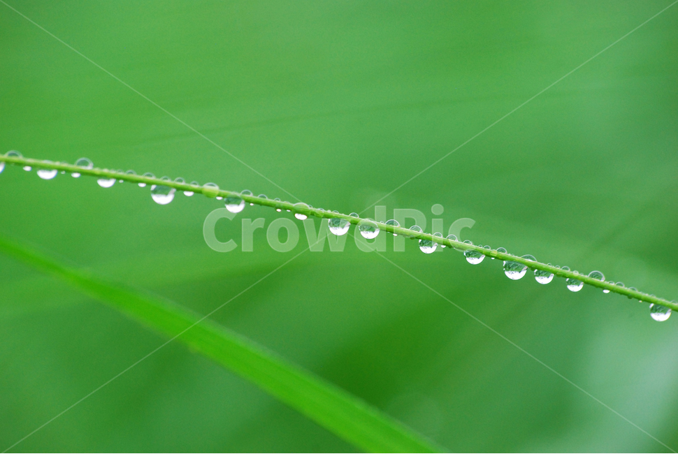 이슬,물방울,풀잎이슬,투명,빗방울,봄비,dew,water,맺히다,방울방울,plant,green,초록,싱그러운,신선한,맑은,아침이슬,해맑은,빗물,초본,영롱한,접사,마크로,클로즈업,봄,계절,spring,season,식물,자연,plants,nature,droplet,작은 물방울