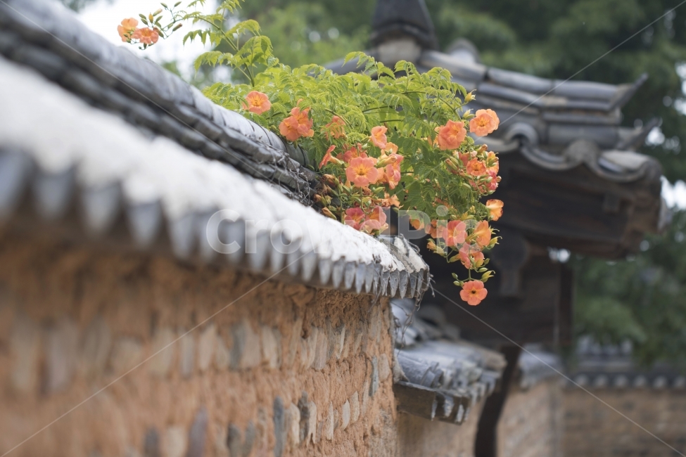 Daffodils,old houses,earthen walls,flowers,traditional houses,photos,single photos,design,source,photo,photo data,background,background photos,landscape,nature,environment,outdoor,daytime,plants,buds,flower buds,leaves,petals,spring