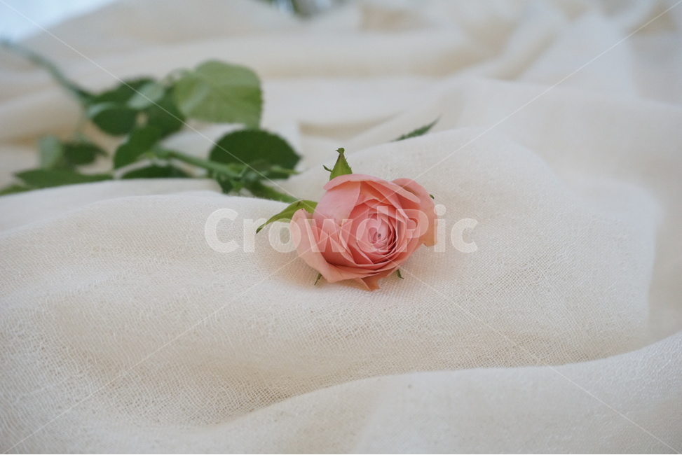 꽃,플라워,장미,핑크장미,분홍장미,장미꽃,아름다움,아름다운꽃,꽃사진,장미사진,한송이장미,식물,자연,plants,nature,꽃,flower