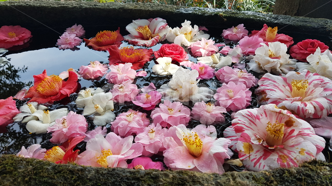 동백꽃,동백,카멜리아,제주,꽃,꽃,flower