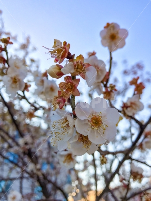 벚꽃,봄,사쿠라,봄의꽃,꽃,벚나무,봄,계절,spring,season,식물,자연,plants,nature,꽃,flower,plant,blossom