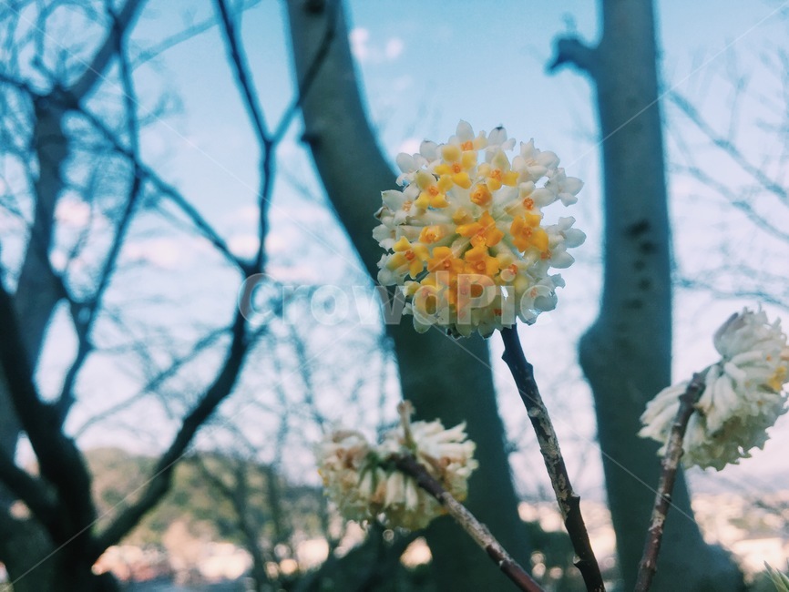 꽃,에노시마,카마쿠라,이른아침,하얀꽃