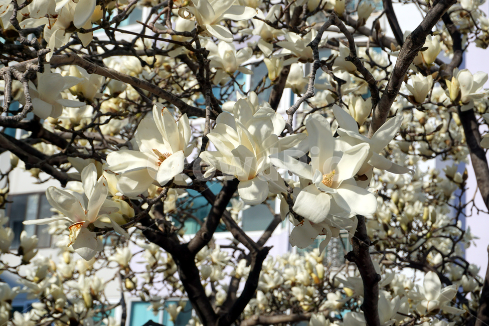 목련,목련화,목련꽃,kobusmagnolia,magnoliakobus,하얀꽃,흰꽃,자연,식물,꽃,flower,white,낙엽교목,꽃말,고귀함