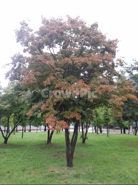 tree,나무,plant,식물,단풍,단풍나무,자연,풍경,nature,landscape