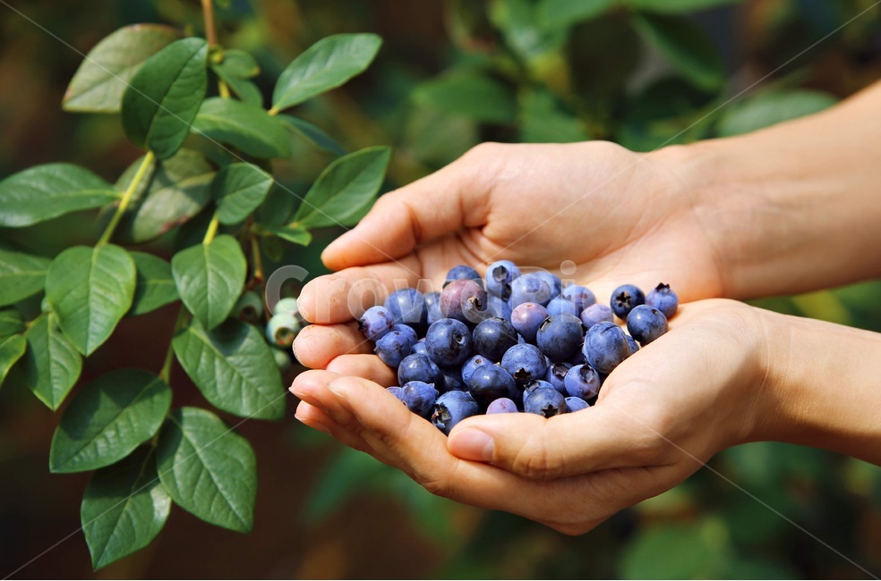 손가득,블루베리,blueberry,과일,fruit,음식,food,인간,human,사람,person,식물,plant