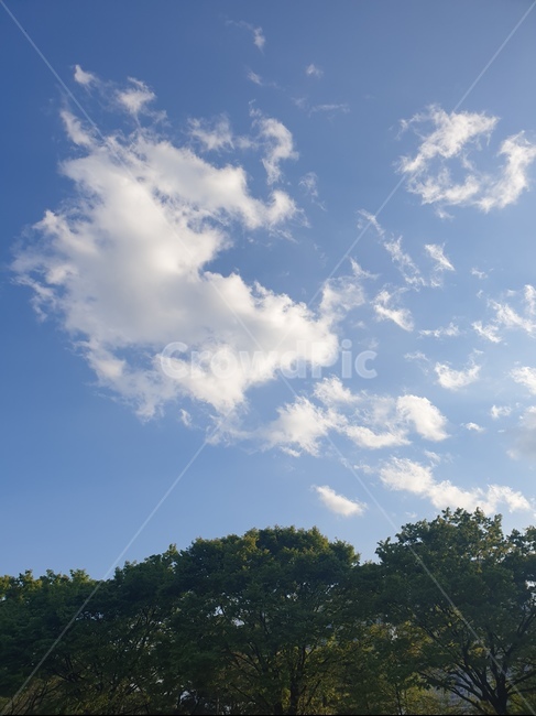 하늘,구름,sky,cloud,맑은,빛,파란,푸른,낮,나무,tree,blue