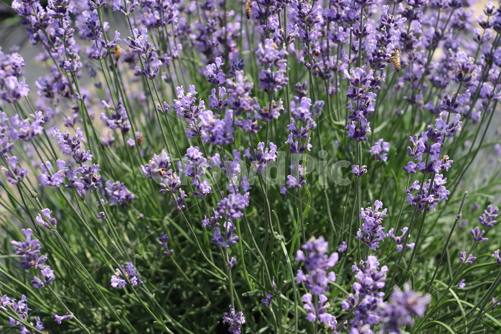 식물,꽃,라벤더,자연,보라색,꽃접사,식물,자연,plants,nature,꽃,flower