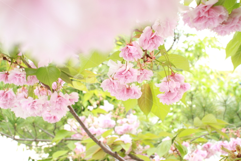 벚꽃,왕벚꽃,겹벚꽃,봄꽃,꽃놀이,분홍꽃,봄,계절,spring,season,식물,자연,plants,nature,꽃,flower,plant,blossom,cherry blossom