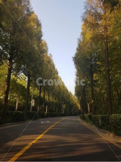 가을,길,도로,나무,autumn,road,tree,가을길,가을,계절,fall,autumn,season,자연,풍경,nature,landscape,freeway,고속 도로,highway,고속도로