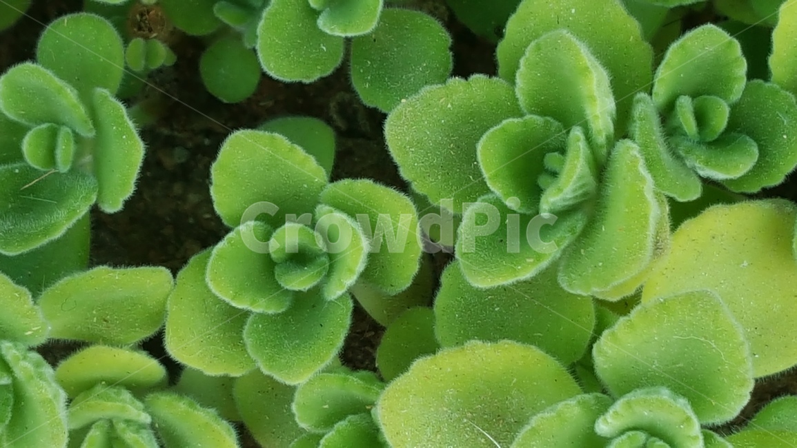식물,자연,연두,귀여움,들풀,식물,자연,plants,nature