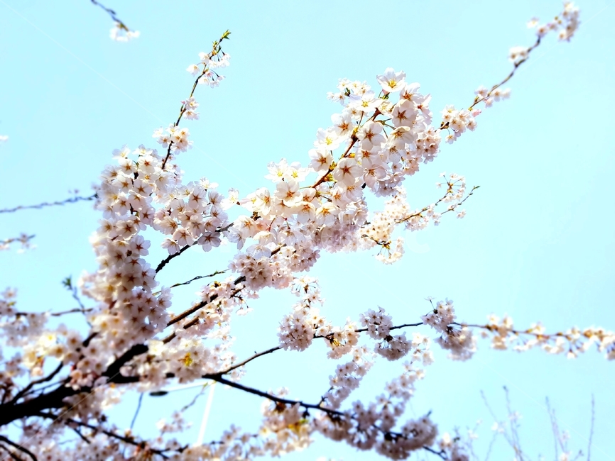 봄,벚꽃,근접촬영,봄꽃,식물,spring