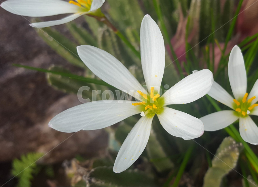 꽃,생화,식물,근접,flower