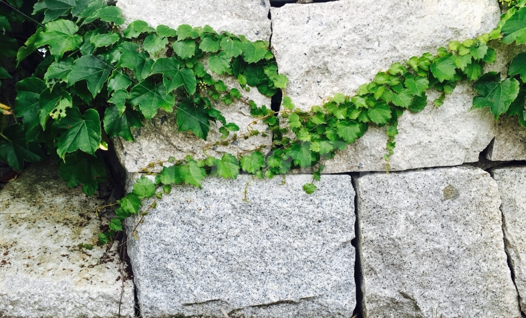 일상,감성사진,색감,배경,풍경,자연,조화,감성,돌,식물,식물,자연,plants,nature