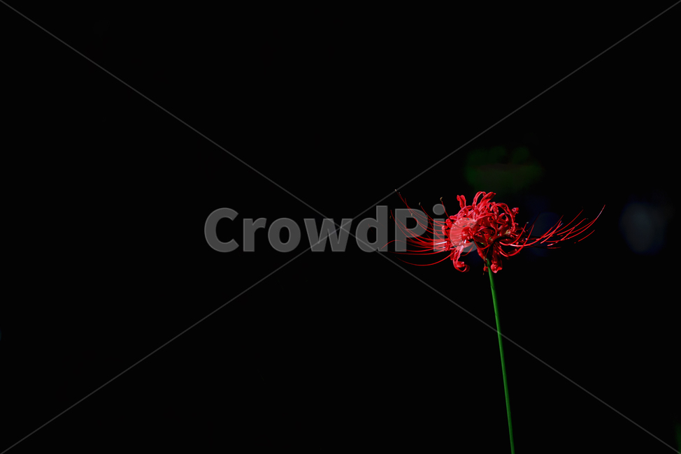 꽃,석산,꽃무릇,flower,plant,식물,자연,plants,nature,꽃,flower